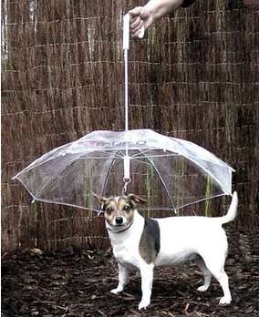 зонтик для собак